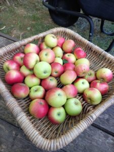 A basket of apples